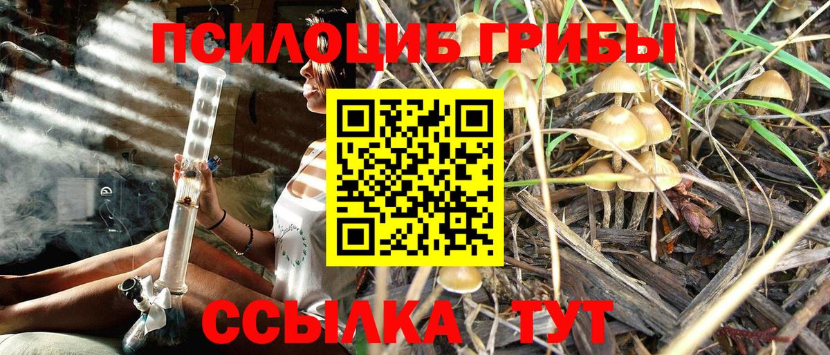 Псилоцибиновые грибы Psilocybe Якутск